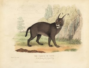 Le Caracal ou Lynx - William Smellie