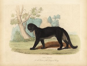 Le Puma ou Couguar, Puma concolor - William Smellie
