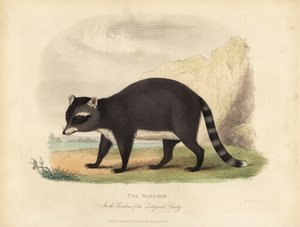 Le Raton laveur, Procyon lotor