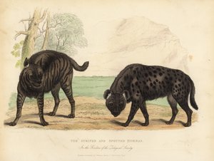 La Hyène rayée et la Hyène tachetée