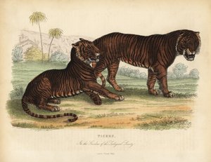 Tigre, Panthera tigris, en danger - William Smellie