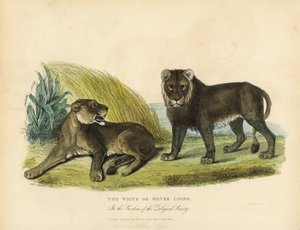 Lions blancs ou argentés, Panthera leo melanochaita
