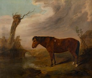 Un poney bai près d
