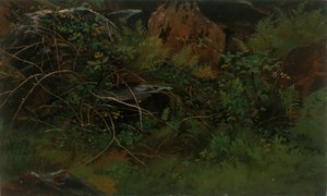 Étude de la nature - William Stanley Haseltine