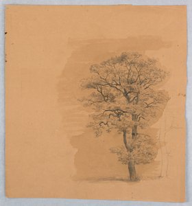Étude de feuillage