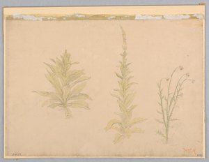 Étude de Plantes de Molène - William Stanley Haseltine
