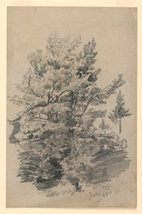 Étude de feuillage