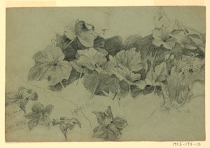 Étude de feuillage