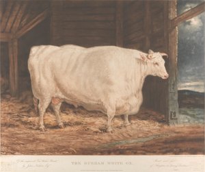 Le bœuf blanc de Durham / De la race améliorée de Tees Water, / par John Nesham, Esqr. / Élevé et nourri / de Houghton le Spring, Durham