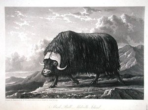 Taureau musqué, île Melville, de 