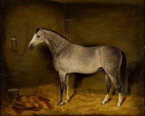 Cheval arabe dans un box - William Williams