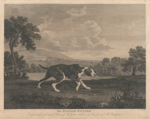 [Chasse] Le pointeur espagnol - William Woollett