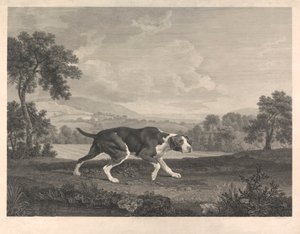 Le pointeur espagnol - William Woollett