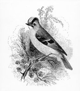 Roitelet huppé, illustration de 
