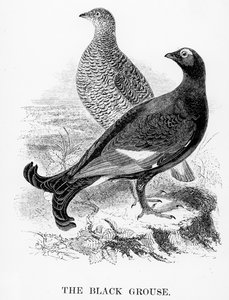 Le Tétras lyre, illustration de 