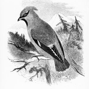 Le Jaseur Boréal, illustration de 