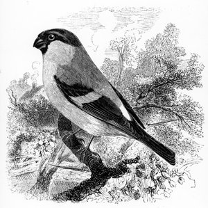 Le Bouvreuil, illustration de 