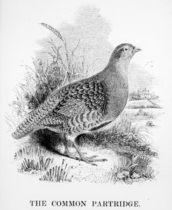 La perdrix commune, illustration de 