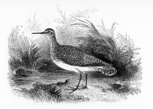 Le Chevalier guignette, illustration de 