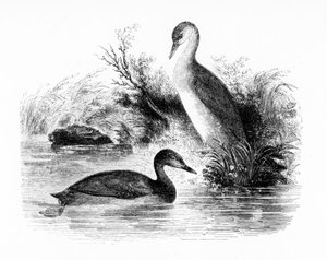 Le Grèbe castagneux, illustration de 
