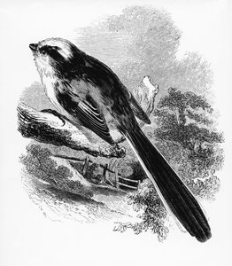 La Mésange à longue queue, illustration de 