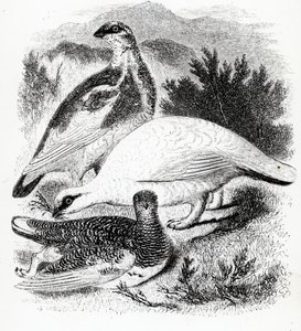 Le lagopède, illustration de 