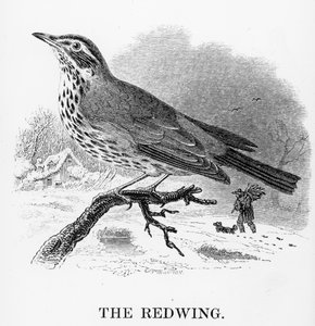 Le Merle à plastron, illustration de 