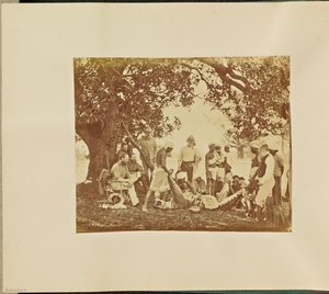 [Carcasse de tigre] - Willoughby Wallace Hooper
