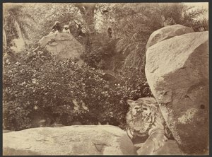 [Tigre sur les rochers] - Willoughby Wallace Hooper