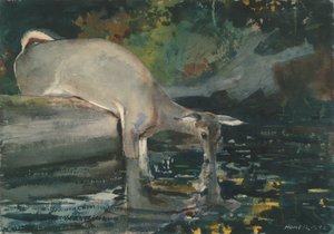 Cerf buvant - Winslow Homer