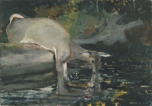 Cerfs Buvant, 1892 - Winslow Homer
