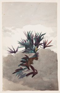 Colline avec Touffes de Maguey