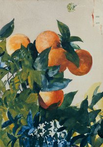 Oranges sur une branche, 1885