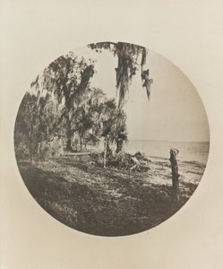 Palmier et scène de plage, côte de Floride, vers 1904 - Winslow Homer