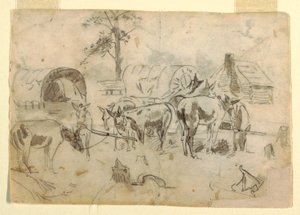 Mules au repos attachées à des chariots