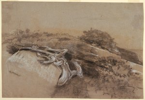 Étude de racines d