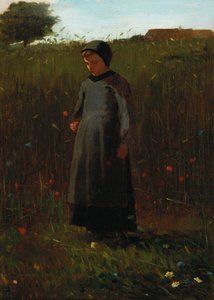 Les fleurs des champs