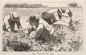Le lit des fraises - Winslow Homer