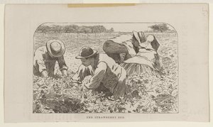 Le parterre de fraises - Winslow Homer