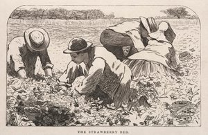 Le lit de fraises, 1868 - Winslow Homer