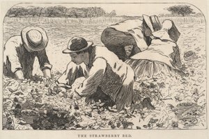 The Strawberry Bed, extrait de Our Young Folks, juillet 1868 - Winslow Homer