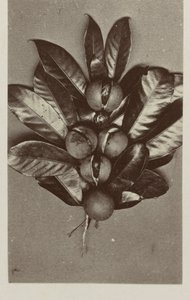 Noix de muscade - Woodbury and Page