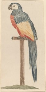Perroquet, années 1680-1690 - Workshop of Johann Teyler