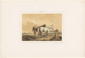Deux chevaux dans un pré près d