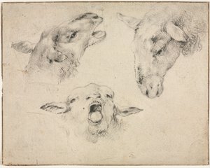 Têtes de moutons - Wouter Verschuur