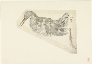 Oiseau aquatique mort