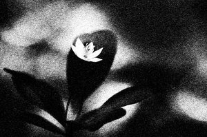 Floraison blanche saisissante - Ylva Sjögren