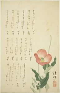 Deux Coquelicots - Yokoyama Seiki