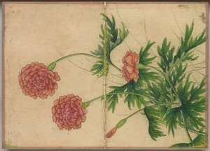 Album de Bureau : Peintures de Fleurs et d