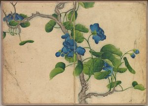 Album de bureau : Peintures de fleurs et d